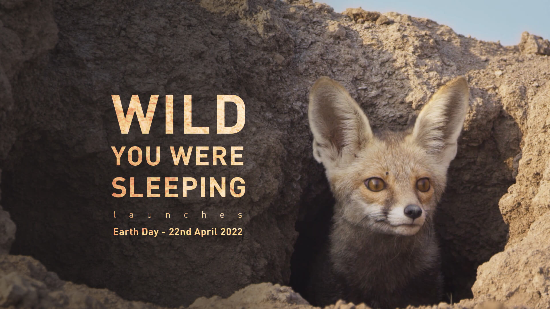 wild animal protection india