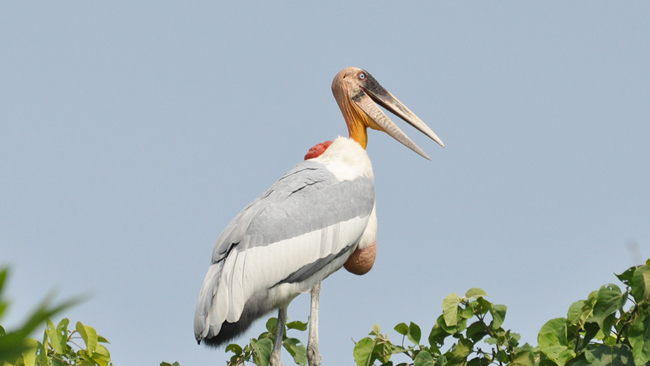 Protect Natural Habitats India