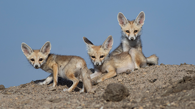 wildlife conservation center in India